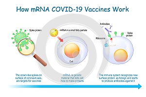 How mRNA Vaccines Work. COVID-19. pandemic photo