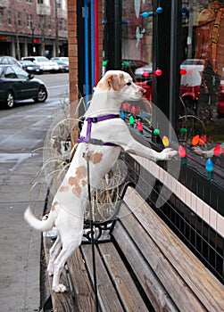 How Much is that Doggy in the Window