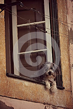 How Much is that Doggy in the Window?
