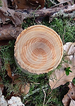 How old is this tree?