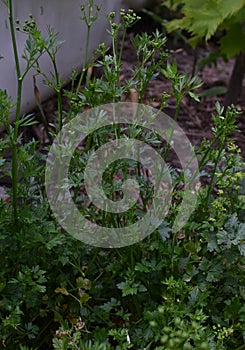 How parsley grows, parsley grew tall and green