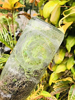 How small plants grow inside a glass bottle.