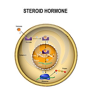 How steroid hormones work. photo