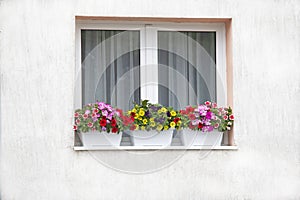 How to create a beautiful flower garden to window. Here is an attractive combination