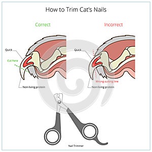 How to cut cat nail veterinary instruction vector