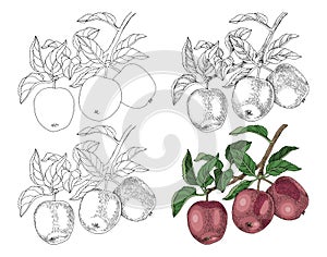 How to draw an apple branch step by step