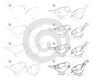 How to draw from nature step by step sketch of sparrows. Creation step-wise pencil drawing. Educational page for artists.