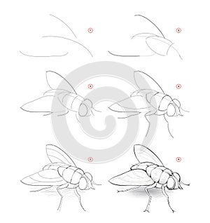 How to draw sketch of fly. Creation step by step pencil drawing of imaginary insect. Education for artists. Textbook for