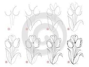 How to draw step-wise beautiful bouquet of tulip flowers. Creation step by step pencil drawing. Educational page for artists.