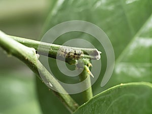 How to get rid of scales on a lime tree