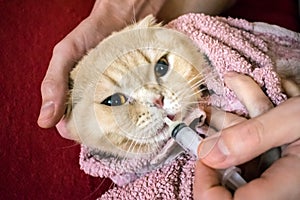 How to give a cat liquid medicine. Ways to give a cat a pill. A