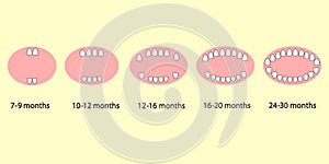 How to grow baby teeth.