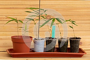 How to grow bamboo seedlings concept. Mosso bamboo photo