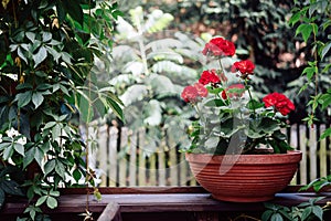 How To Grow Geraniums, pelargoniums. Gardening. Red pelargoniums bloom in the garden.