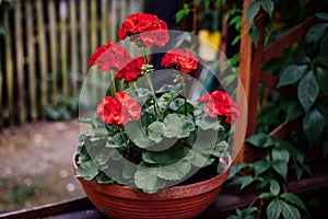 How To Grow Geraniums, pelargoniums. Gardening. Red pelargoniums bloom in the garden.