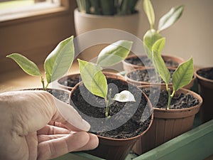 How to grow lemon trees from cuttings on windowsill photo