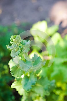 How to grow lettuce leaves in summer. Seedlings of lettuce, horticulture, farming. Natural textural floral background