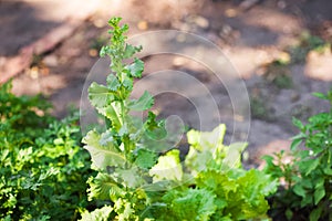 How to grow lettuce leaves in summer. Seedlings of lettuce, horticulture, farming. Natural textural floral background