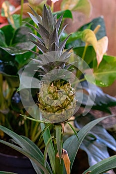 How to grow a pineapple at home in a pot. Growing pineapple, which ripens on the branch