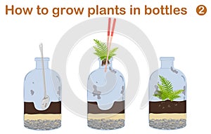 How to grow plants in bottles