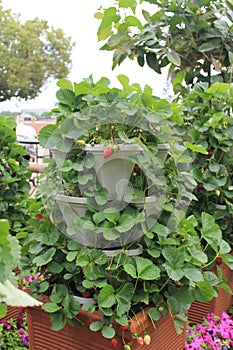 Strawberries growing at Epcot photo