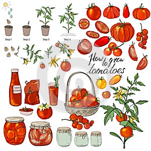 How to grow tomatoes. Isolated fresh vegetables, different sorts. Food made of tomatoes