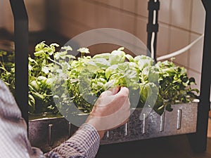 How to harvest greens & herbs grown indoors - hydroponic