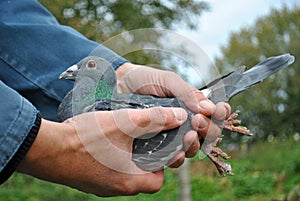 How to hold a pigeon in your hand