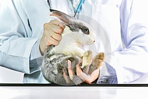 How to hold the rabbit pet correctly.