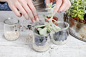 How to make floral arrangement with succulent plants tutorial