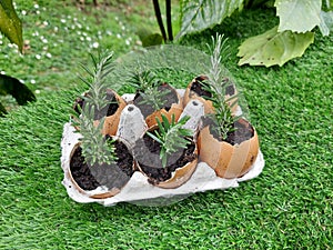 How to make recycled seedbeds, with cardboard or egg cups, other recycled materials