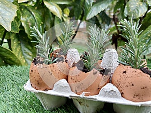 How to make recycled seedbeds, with cardboard or egg cups, other recycled materials