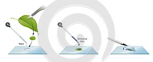 How to prepare microscope slides for examination of leaf cells