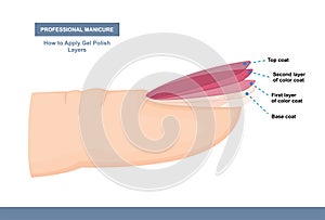 How to Properly Apply Gel Polish. Layers. Professional Manicure Tutorial. Vector