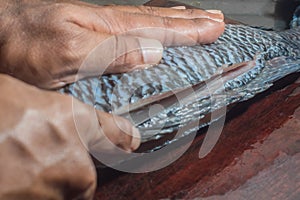 How to scrape tilapia fish using a knife,man wiping a fish on a wooden table