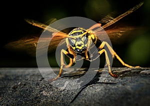 How to spot an angry wasp? photo