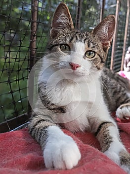 Cute mongrel kitten in the cage of the shelter