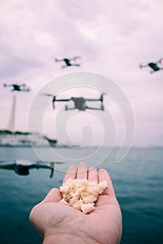 How to tame a drone. Feeding drones bread from the palm of your hand. There are a lot of drones on the embankment. Modern pigeons.