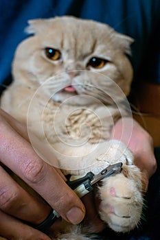 How to Trim Cat Claws. Ð¡ats claw care, trimming. Hands scissors claws in man hand and Scottish Fold cat, doctor shearing close-up