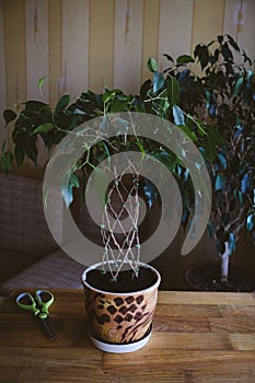 How to Weave weeping fig Plant Stem. Methods and patterns of weaving ficus Benjamina at home. Woman weaves Stems of