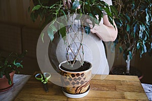 How to Weave weeping fig Plant Stem. Methods and patterns of weaving ficus Benjamina at home. Woman weaves Stems of