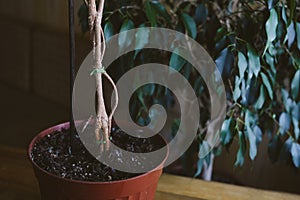 How to Weave weeping fig Plant Stem. Methods and patterns of weaving ficus Benjamina at home. Woman weaves Stems of