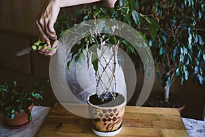 How to Weave weeping fig Plant Stem. Methods and patterns of weaving ficus Benjamina at home. Woman weaves Stems of