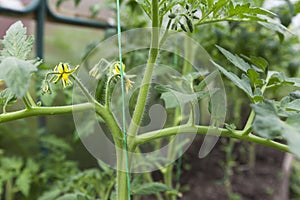 How tomato plants bloom