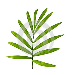 Howea palm tree leaf isolated on white background.