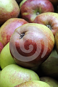 Howgate Wonder, Traditional English Cooking Apple