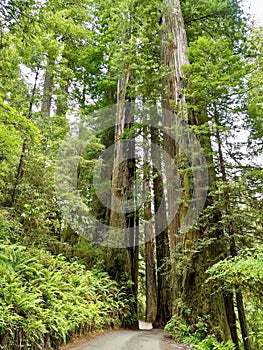 Howland Hill Road, Jedediah Smith Redwoods State Park