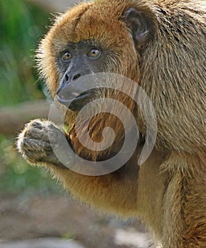 Howler Monkey