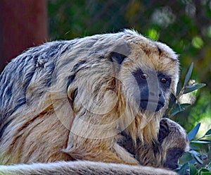 Howler Monkey