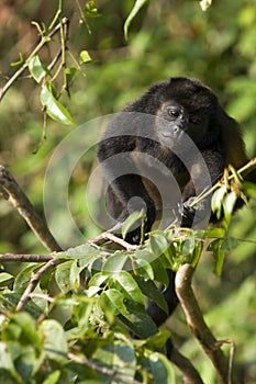Howler monkey
